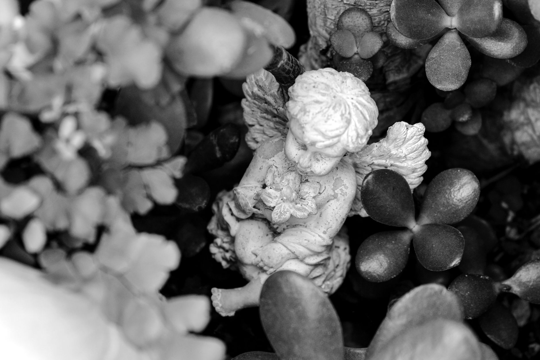 Ailes d ange ou representation angelique.